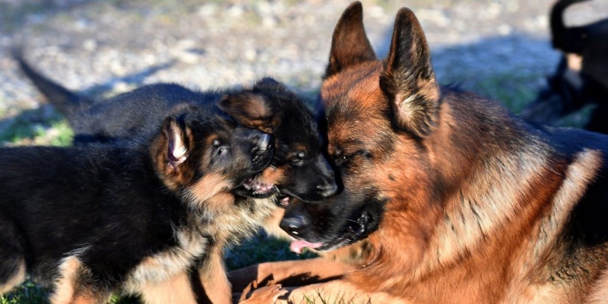 Deutscher Schäferhund zu Verkaufen: Ein Leitfaden für Interessierte