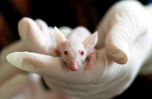 Humane and Cost-Effective Rat Removal Frankston for Peace of Mind | Vipon