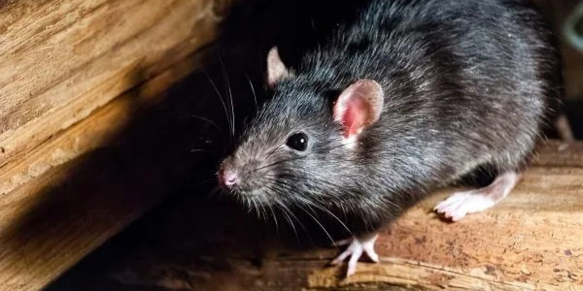 Trusted Rat Removal Experts for Melbourne Residences and Businesses