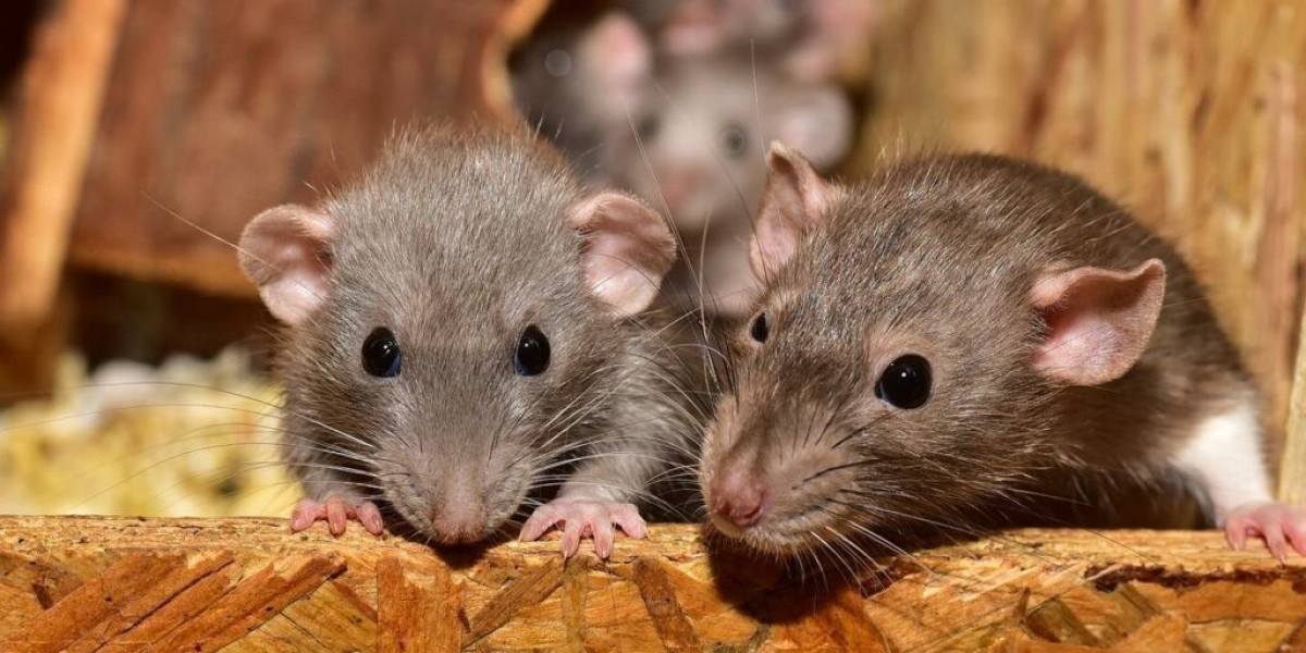 Reliable Rat Removal in Melbourne for Long-Term Rat and Rodent Control