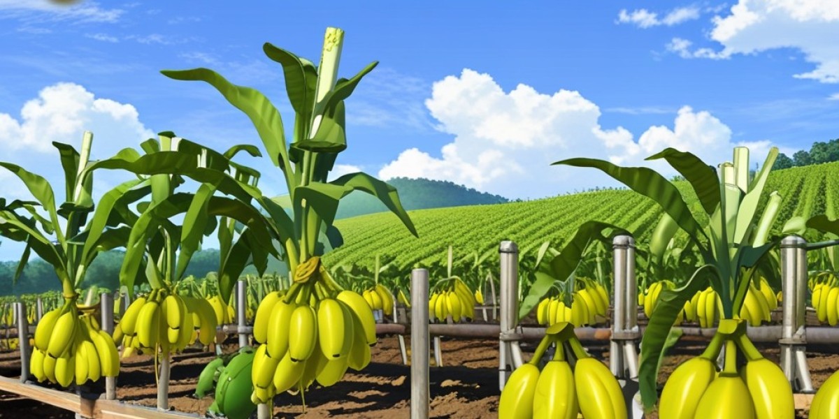 Banana Wine Manufacturing Plant Report 2025: Project Details, Machinery Requirements and Cost Involved