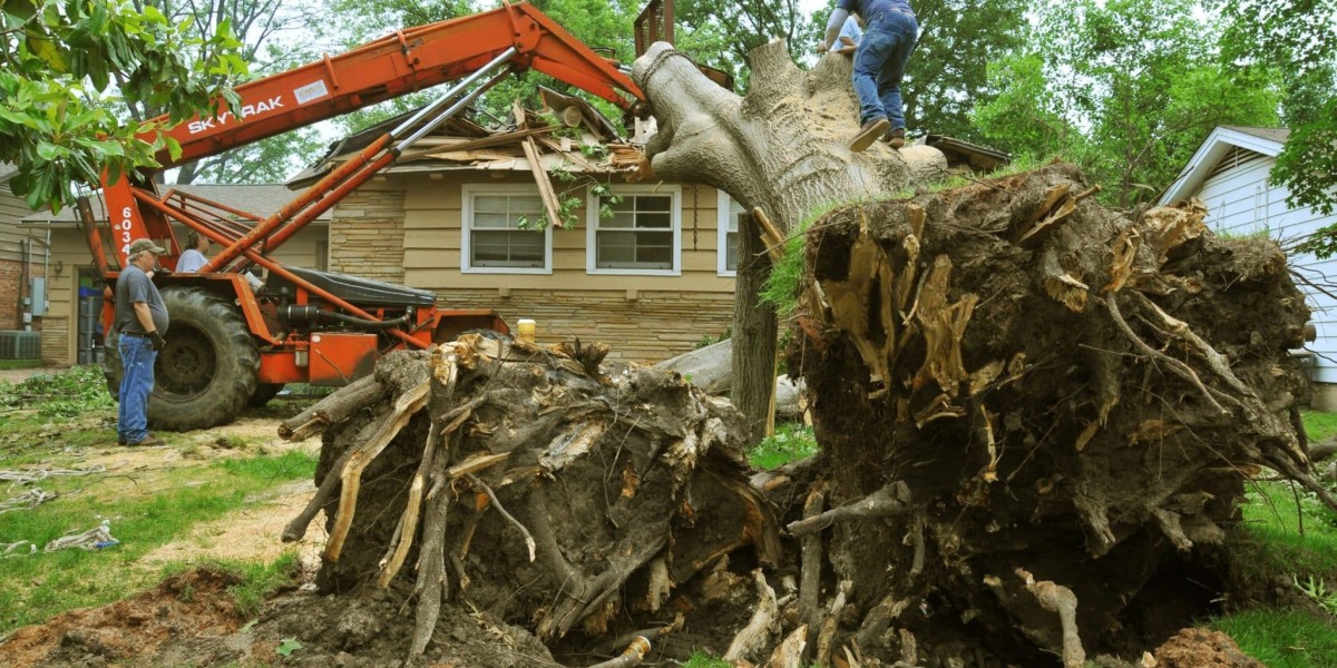 Get the Best Deals with Our Affordable Tree Service Solutions