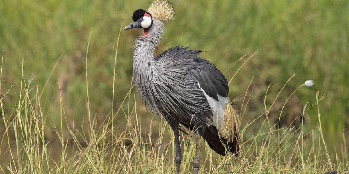 Kenya Safari Packages: Unforgettable Wildlife Adventures