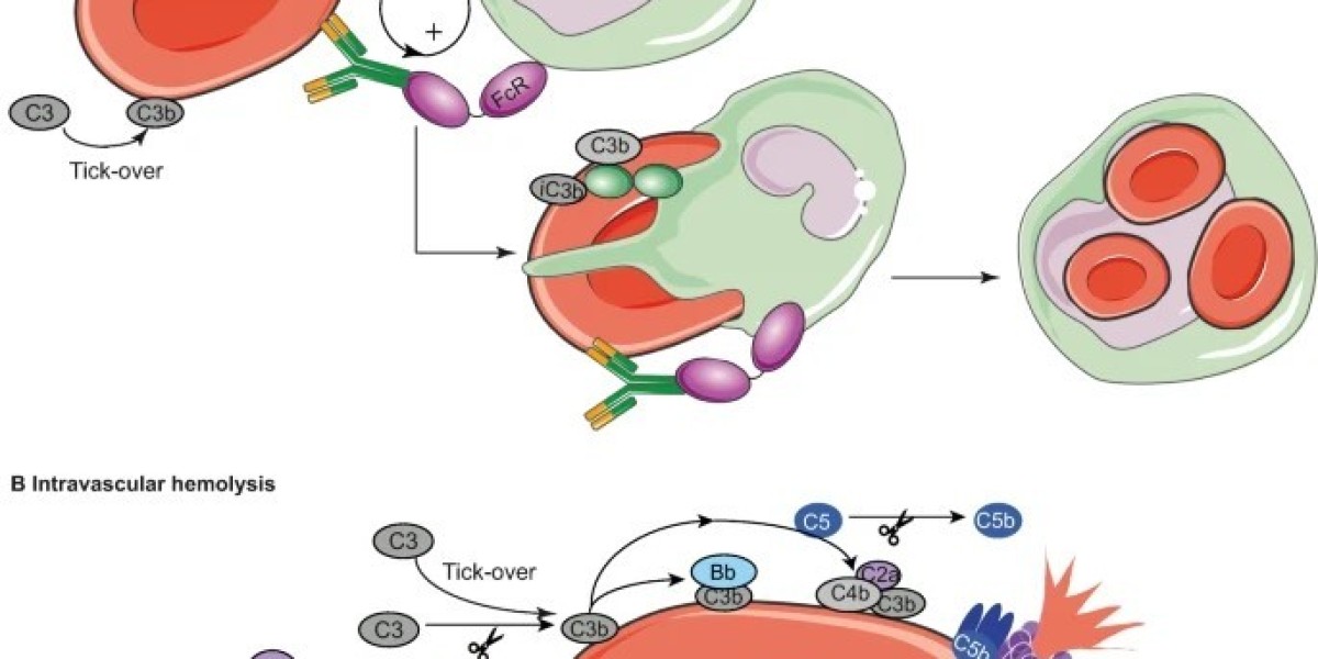 Creative Diagnostics Introduces Anti-RBC Antibodies for Enhanced Blood Product Purity and Autoimmune Disease Research