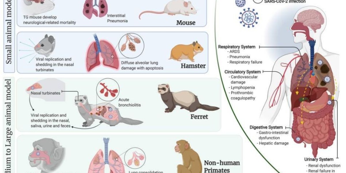 Creative Diagnostics Announces New Coronavirus Animal Model for Drug Discovery