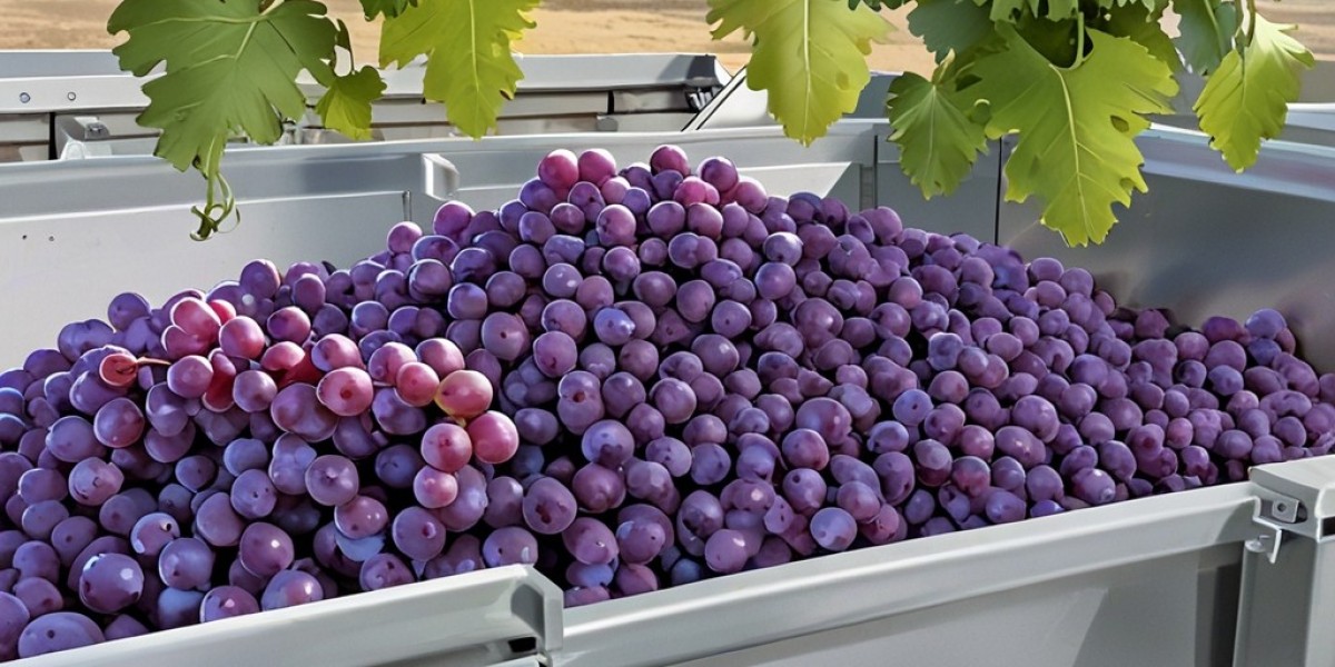 Table Grape Processing Plant Setup | Project Report 2025, Machinery Cost and Business Plan