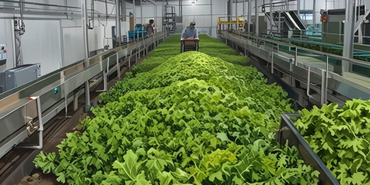 Mustard Greens Processing Project Report 2025: Industry Trends, Plant Setup and Cost Analysis