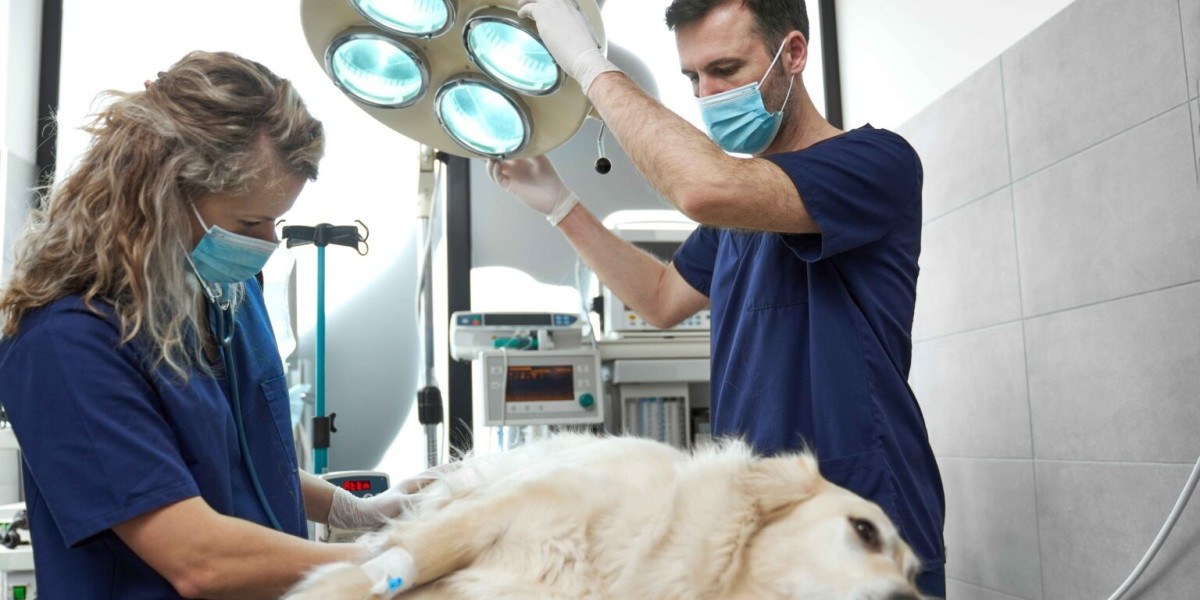Urgent Pet Care: Trusted Emergency Veterinarian Service for Immediate Help