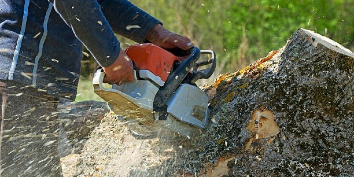 Expert Tree Care Services by Ernesto’s Tree Service
