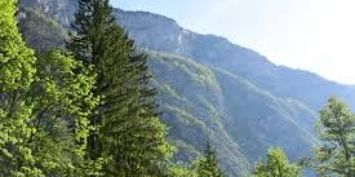 A Beginner’s Guide to Exploring the Forests of Slovenia