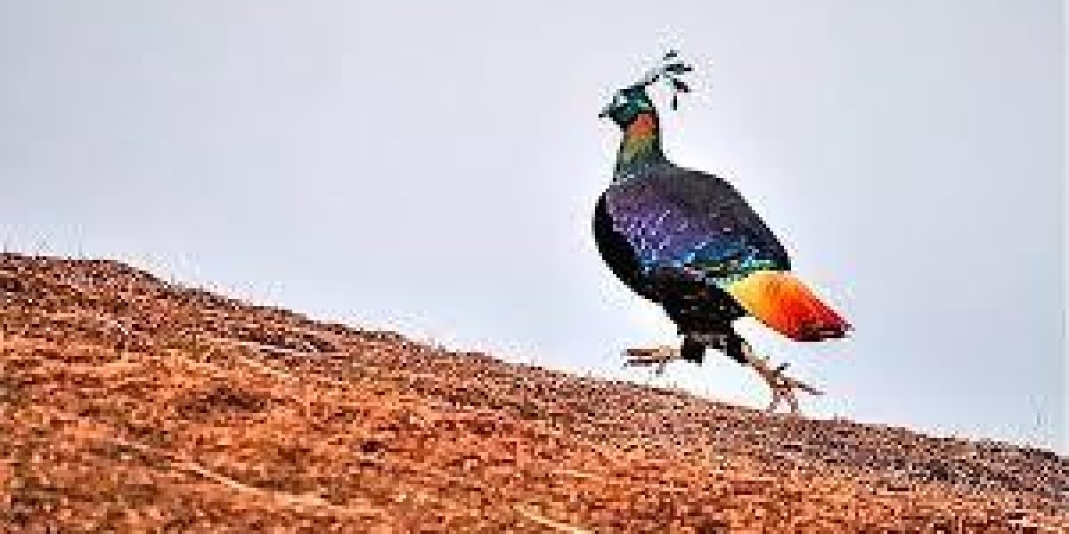State Bird of Uttarakhand: Discover the Beauty and Significance of the Himalayan Monal