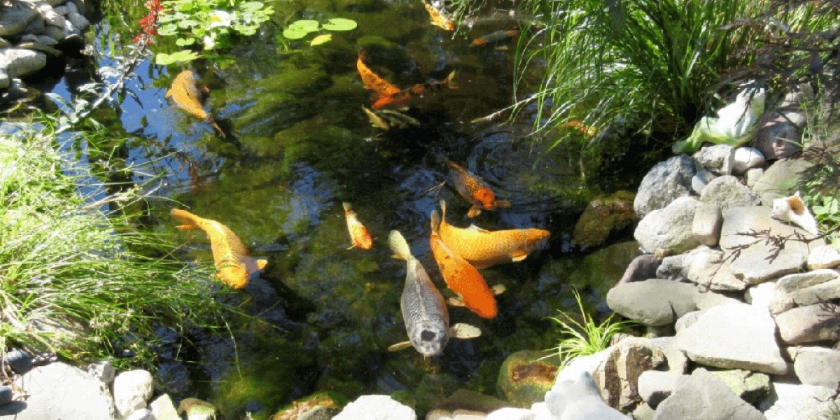 Keep Your Koi Happy With Filtered Ponds