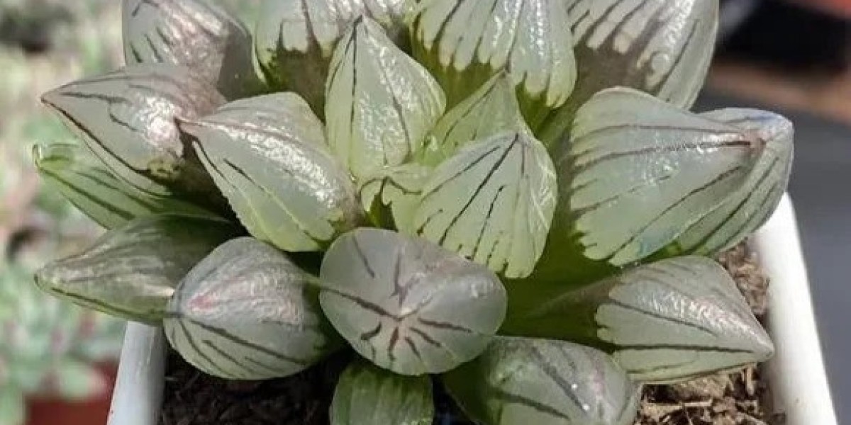 Piante Succulente da Esterno: Bellezza e Resistenza Tutto l’Anno
