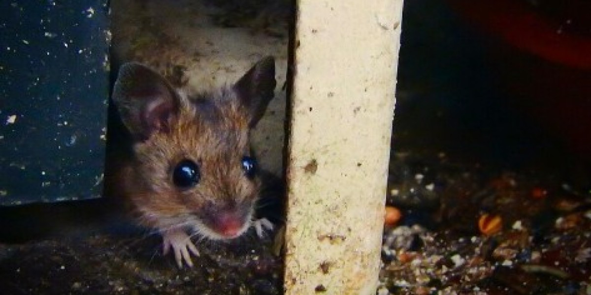 Protecting Kansas City Homes from Wild Intruders: Titan Pest KC Leads the Way in Humane Animal Control