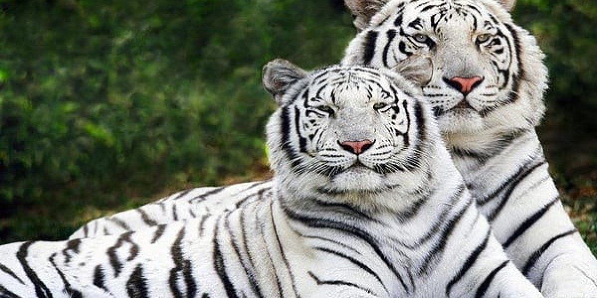 Jabalpur to Bandhavgarh Taxi