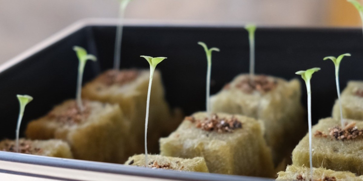 Mastering Seed Germination Techniques to Maximize Plant Growth Using Hydroponic Towers for Modern Gardening
