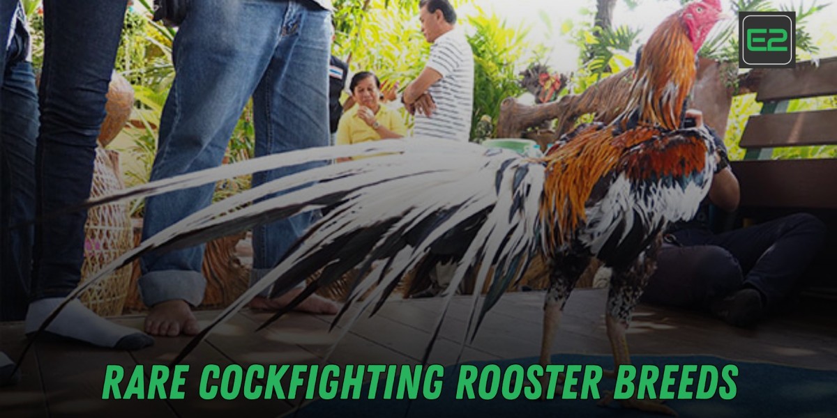 RARE COCKFIGHTING ROOSTER BREEDS