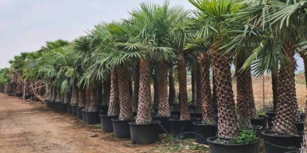 Organic AgricultureChallenges and Solutions in Dubai