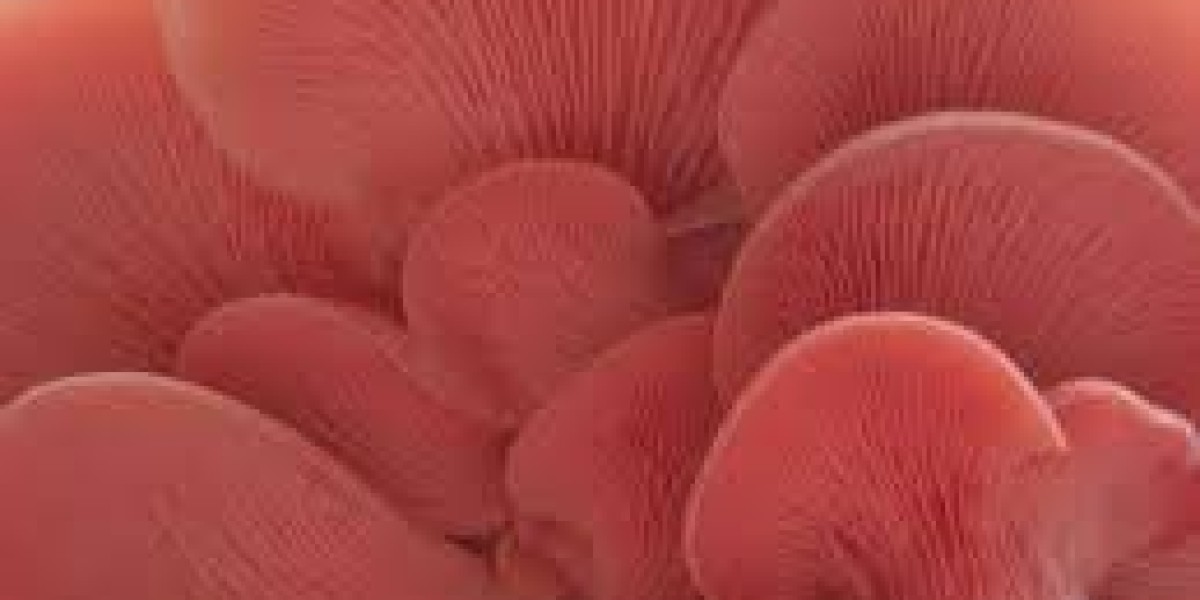 Champignons Adaptogènes : Une Solution Naturelle Contre la Fatigue