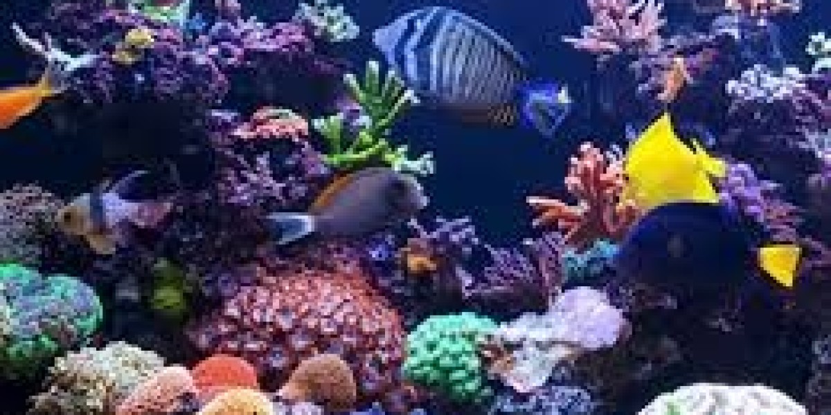 Why You Need an Air Pump for an Aquarium: A Complete Guide