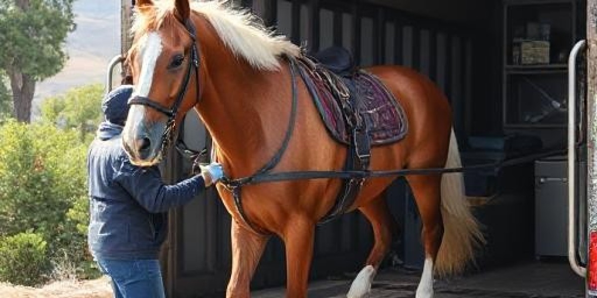 Reliable and Safe Horse Transporting in California: What You Need to Know